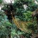 Illustration for article titled Bellavista's Biodigesting Treehouses Are Endor on Earth
